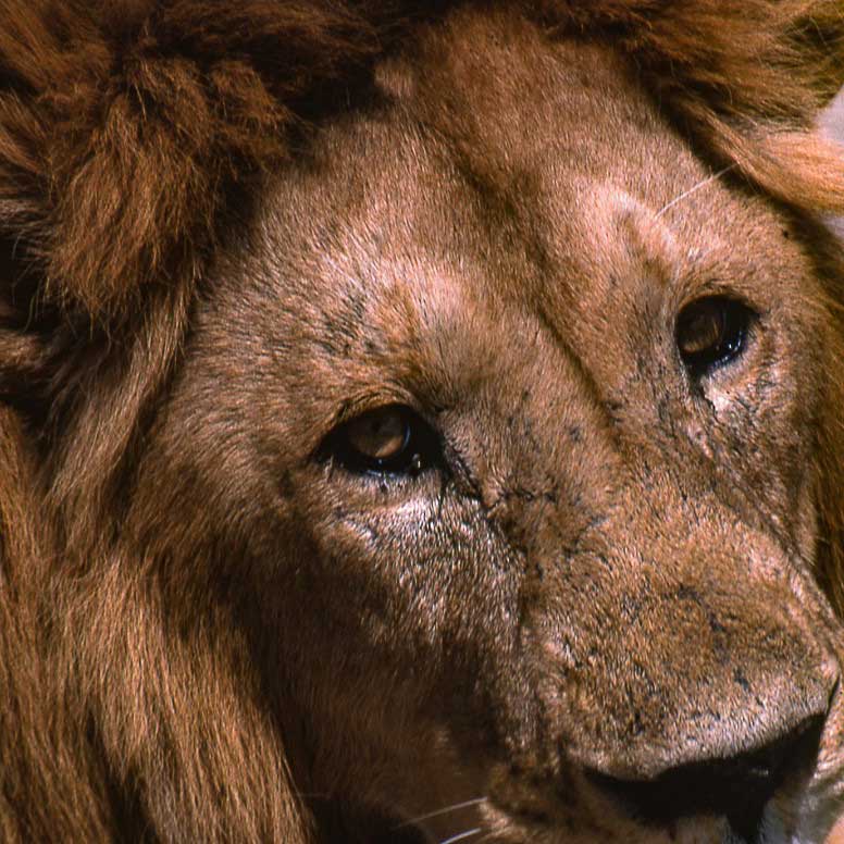 Resistance Radio Interview of Keith Harmon Snow about Panthera Leo