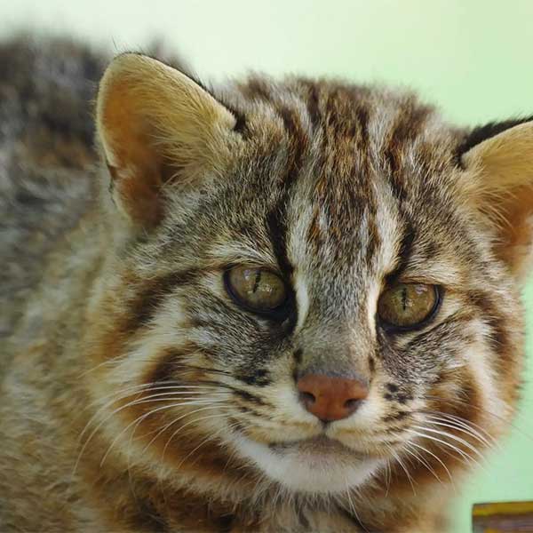 Resistance Radio Interview with Keith Harmon Snow about the endangered wildcats of Japan